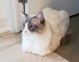 Natsumiii cat