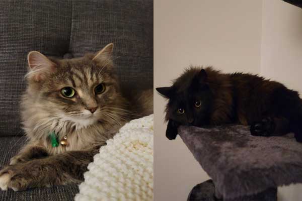 PearlescentMoon's cats